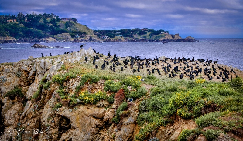 Coastal Cormorants