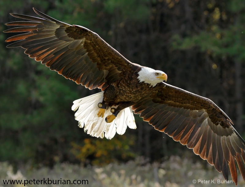 Flying eagle  