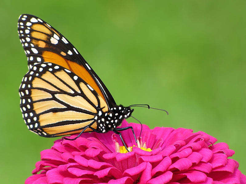 Monarchs are Beautiful