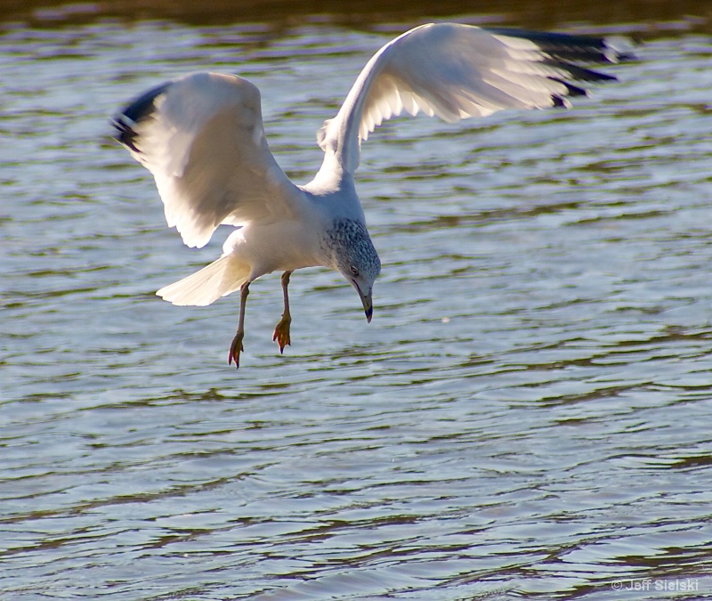 On the Hunt- Seagull in Flight 