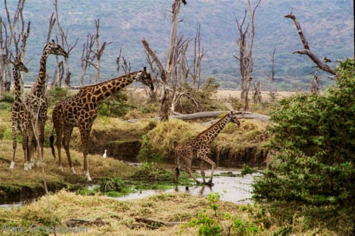 Giraffe Family Walk