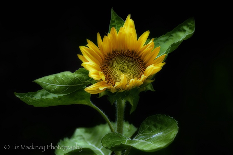 Summer's First Sunflower
