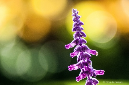 Purple Flower with Bokeh 038