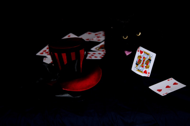 Cat in the house of cards
