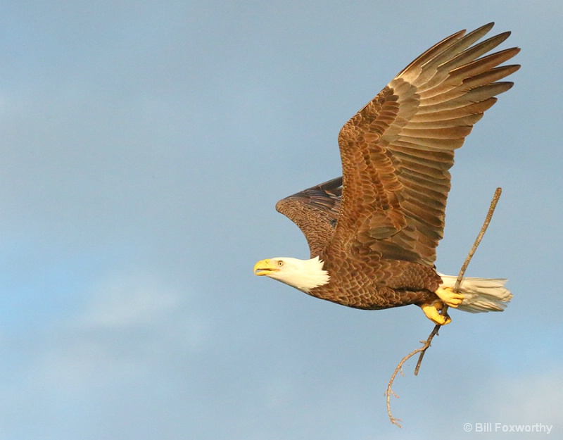 Bald Eagle Bringing a Stick