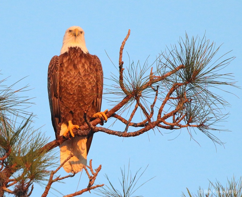 Bald Eagle Looking Far Away
