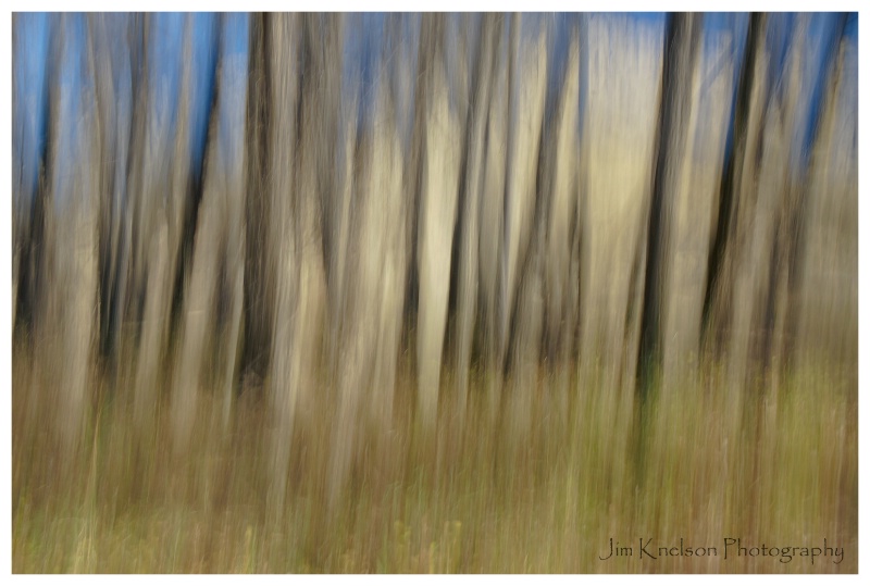 Trees & Camera Movement at Police Point Park - ID: 14729459 © Jim D. Knelson