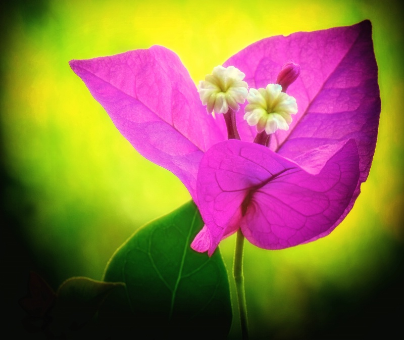 Bougainvillea