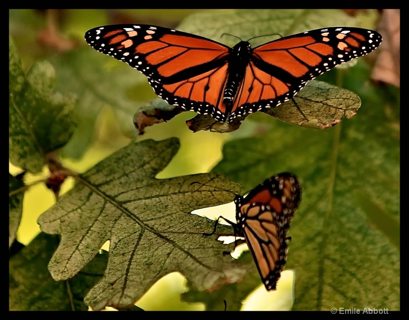 The beautiful Monarch - ID: 14731819 © Emile Abbott