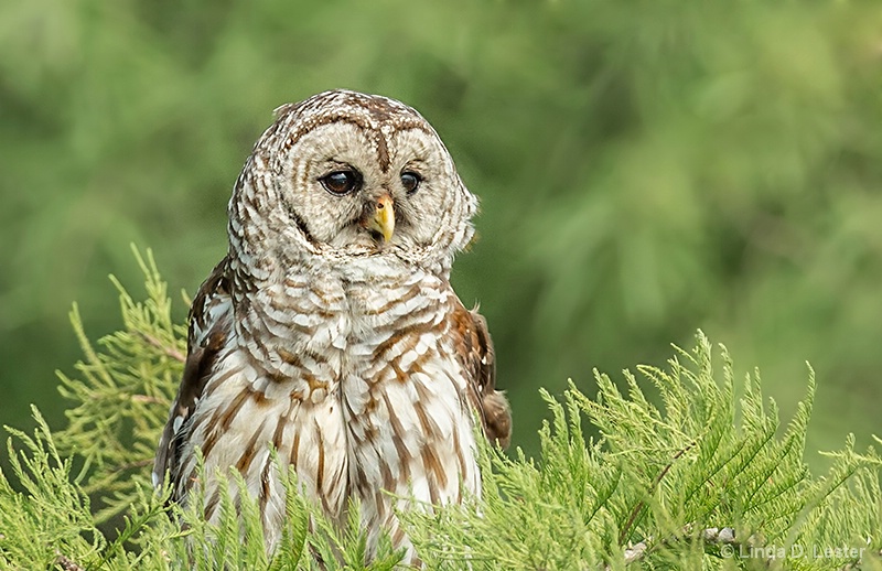 Barred Owl