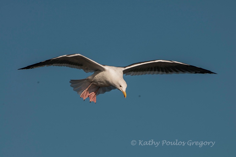 Jonathan Livingston