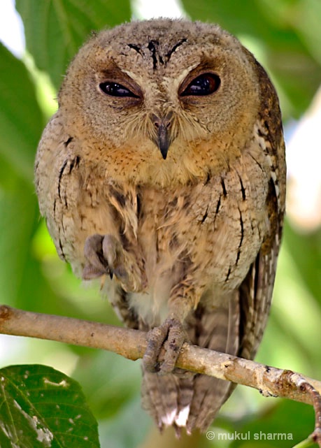  Indian Scops Owl