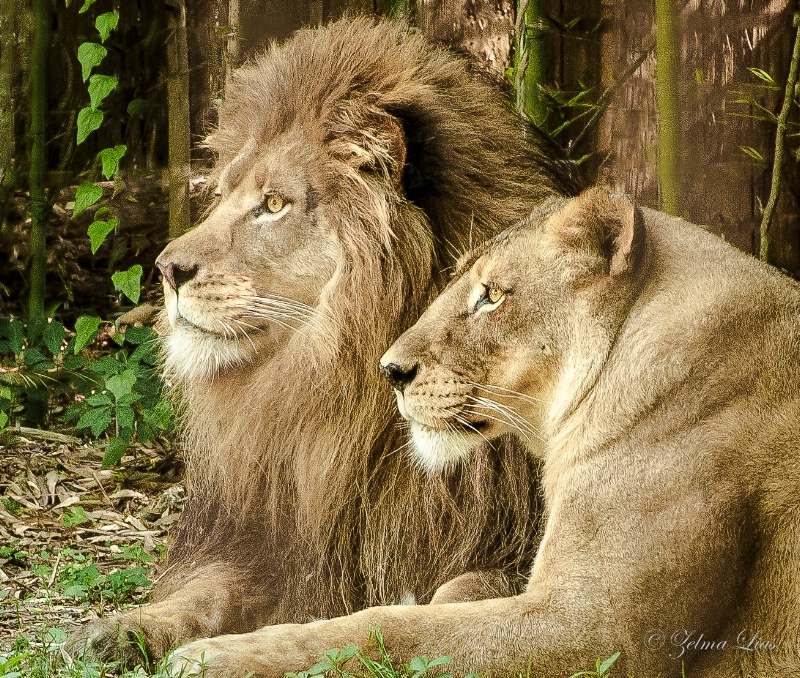 The King and His Lady
