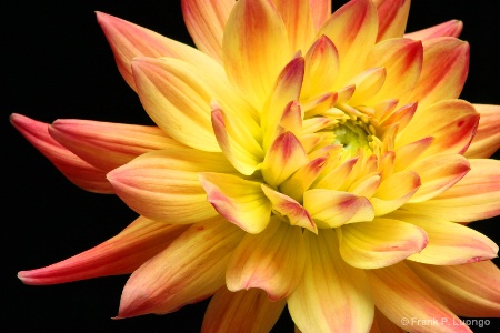 Twisting Dahlia