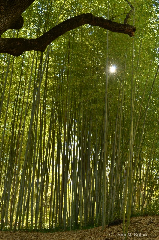 Sun Peeking Through Bamboo