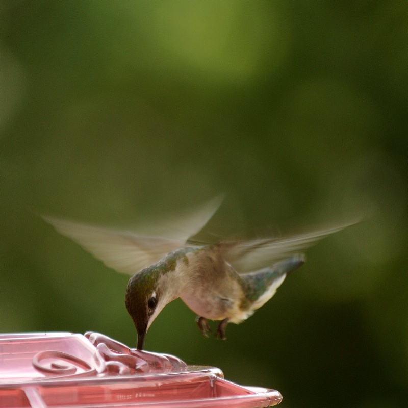 Miracle of grace in flight.