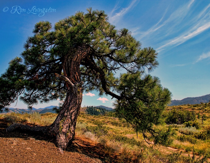 Ponderosa Pine 