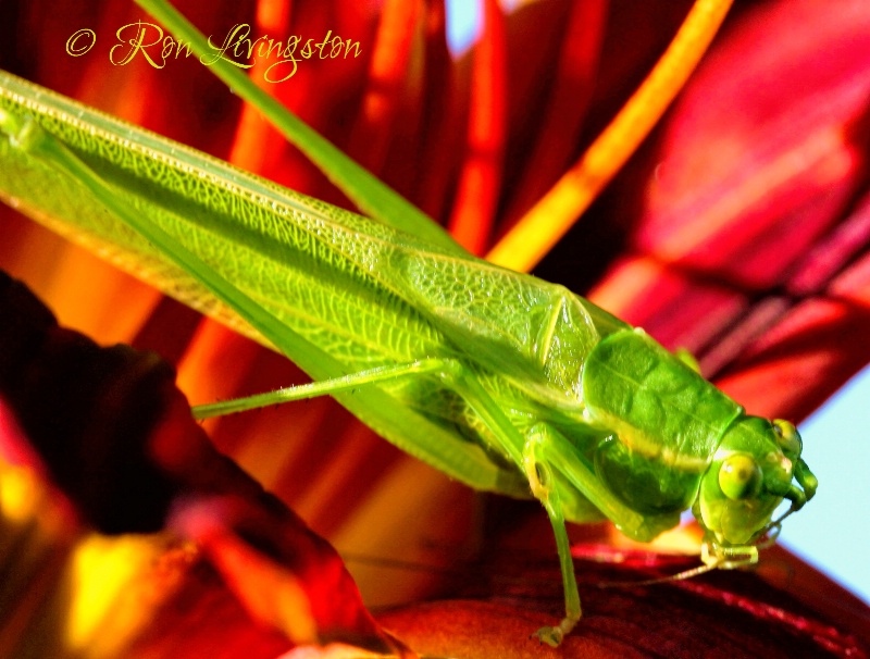 Katydid 