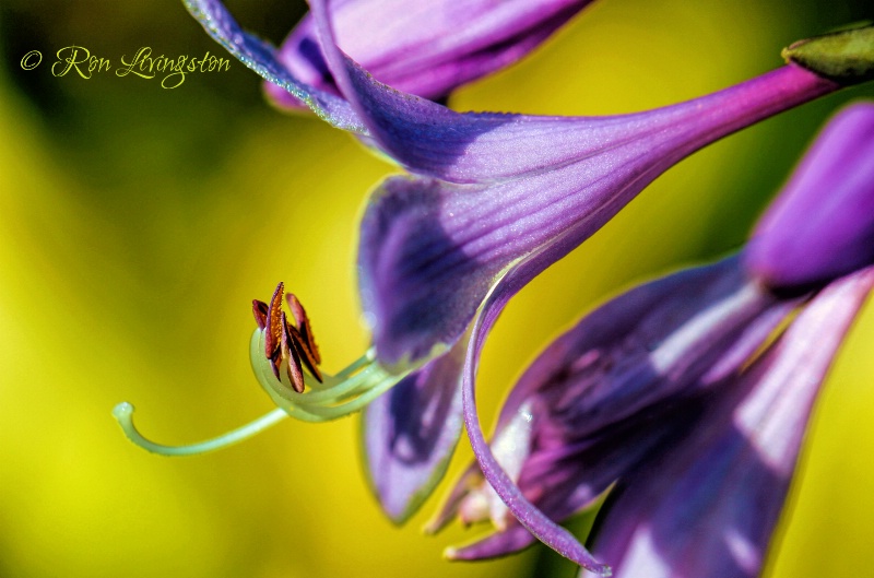 Dragon Heart Flower