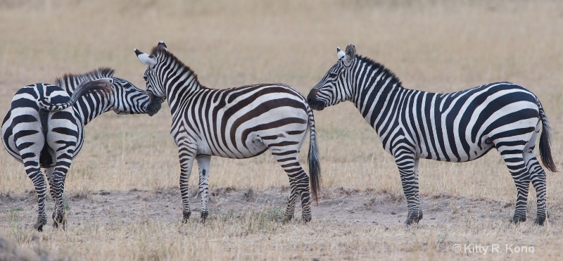 Zebras Nose to Nose to Hip