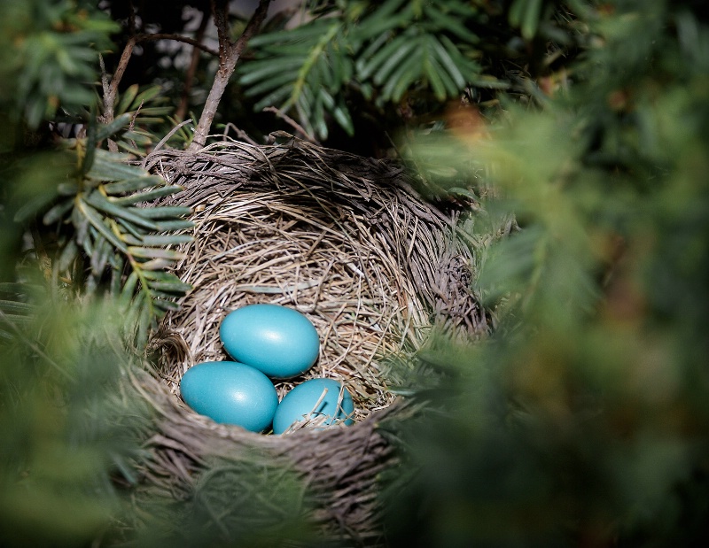 American Robin's Nest and Eggs