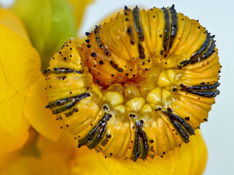 Yellow Caterpillar