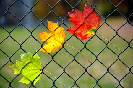 Stuck in fence