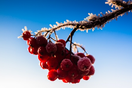 Frost On The Rowan Berries