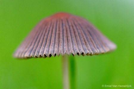 Parasol