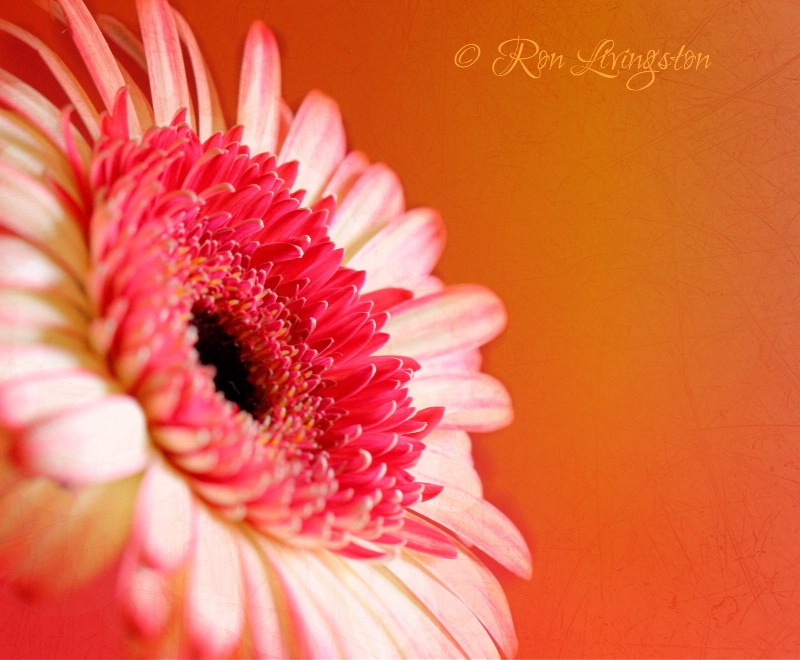 Gerber Daisy