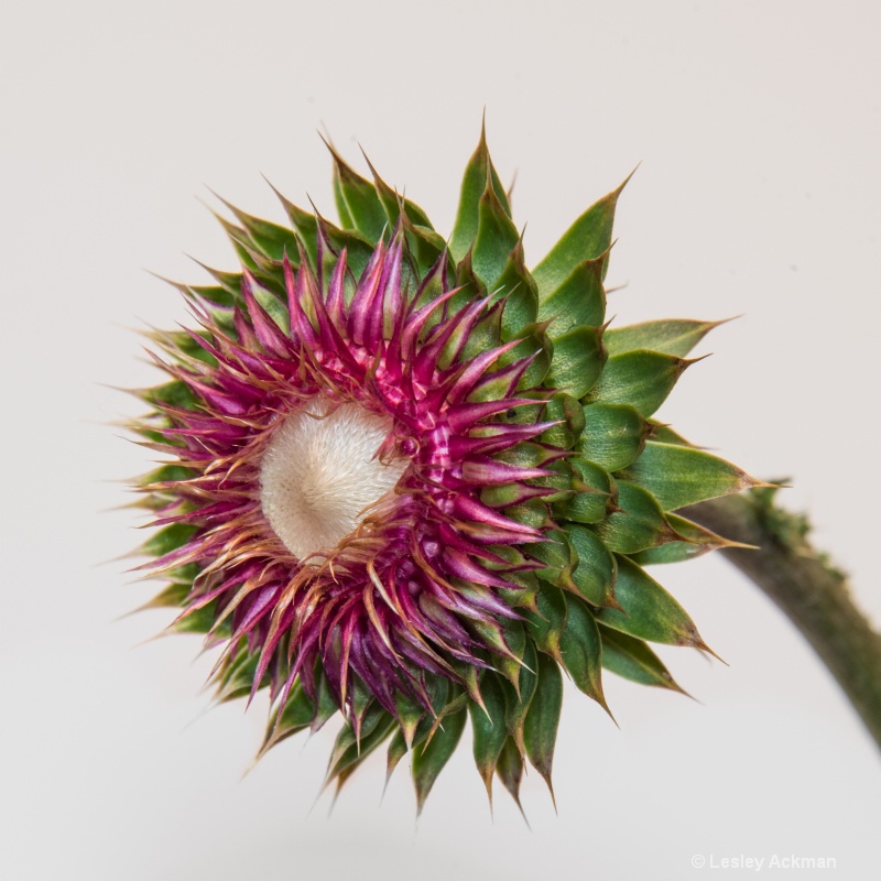 Canadian Thistle