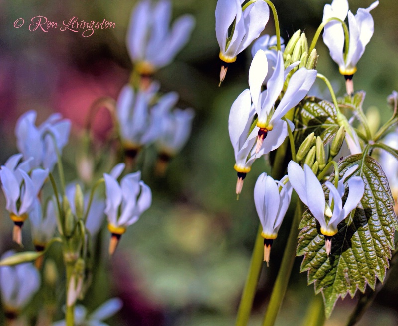 Wildflowers