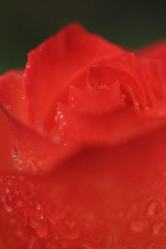 rain drops on roses 2014