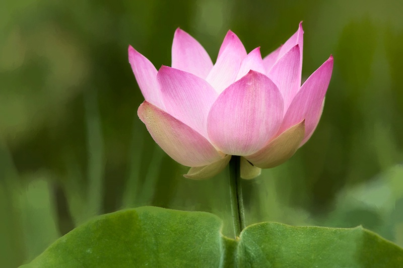 The Beauty of the Lotus