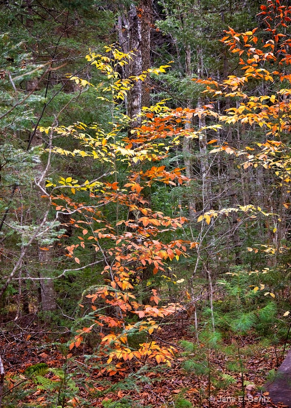 Color Against Evergreens - ID: 14737861 © Jane E. Bentz