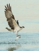 Osprey with Catch