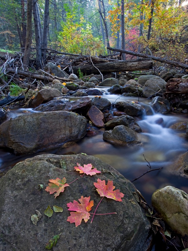 Autumn Color along the Creek