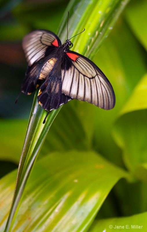 Essex Butterfly