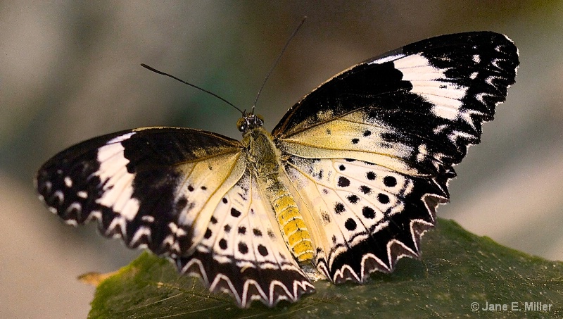 Unique Tropical Butterfly