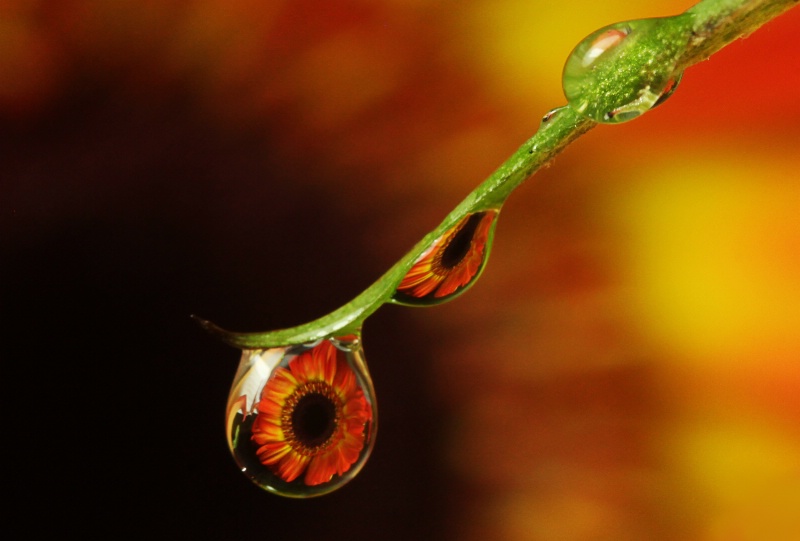 Flower in a drop