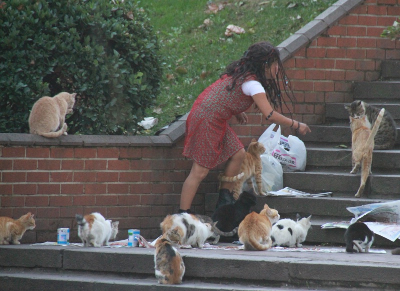 A cat lover from Istanbul