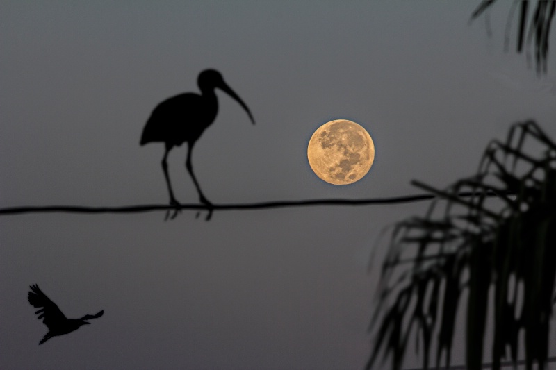 full moon morning