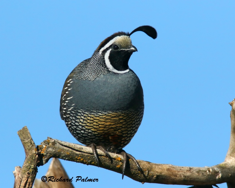 calif quail