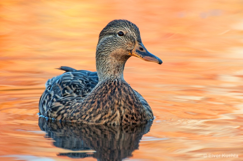 Mallard Hen in Golden Water