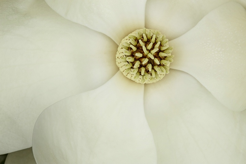 The Heart of the Magnolia