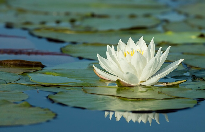 Wild Water Lily II