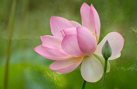 The Lotus