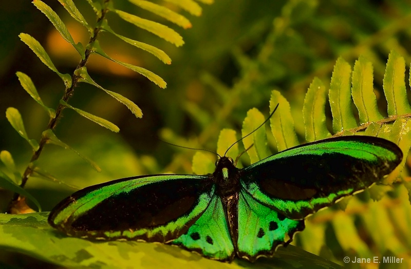 Male Birdwings Tropical Butterfly