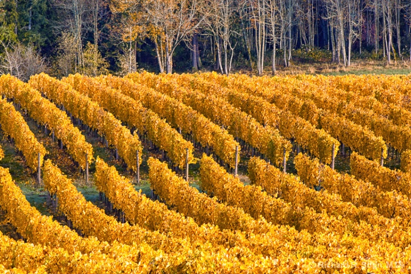 Fall at the Vineyard