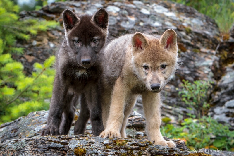 wolf pups processed